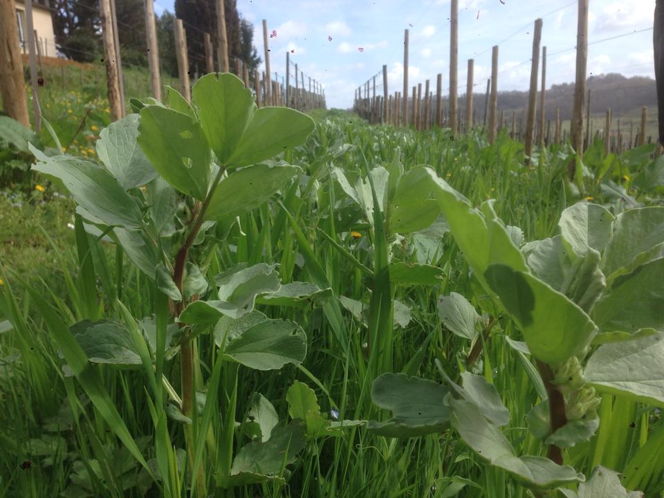 11146219_1076394045722086_8655212824065191720_n engrais verts vigne