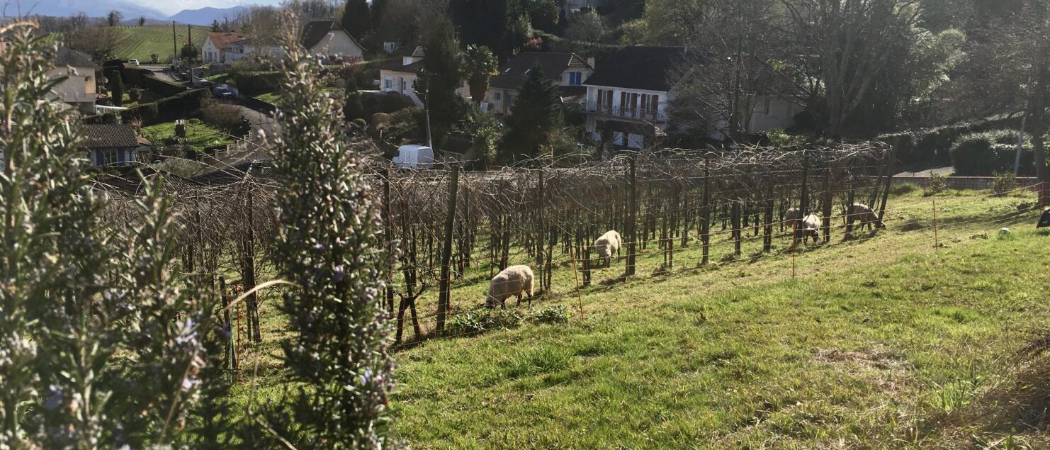 biodiversité chateau lafitte