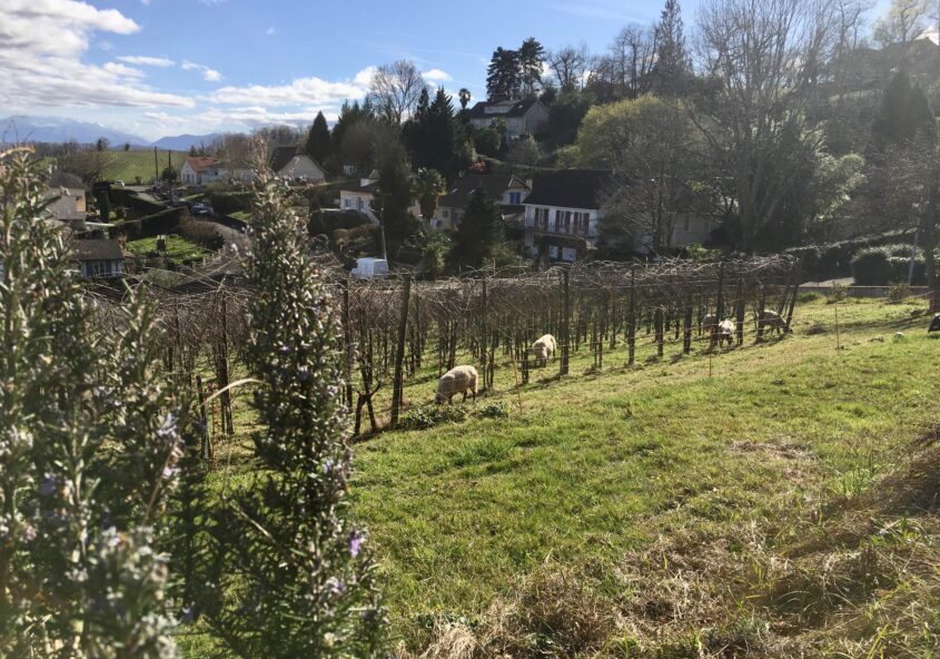 biodiversité chateau lafitte